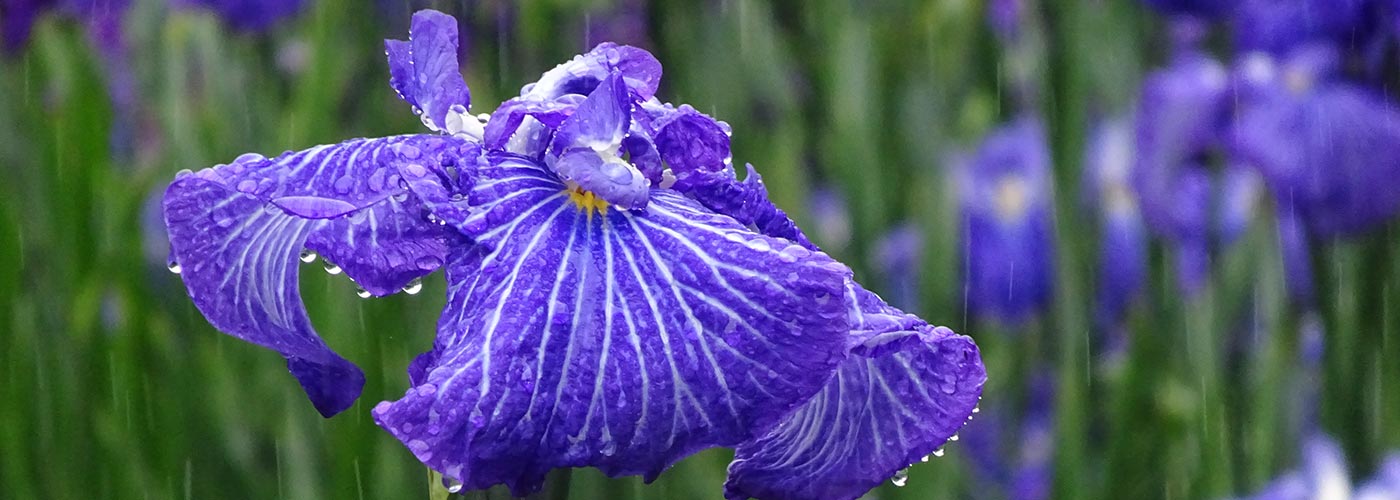 大村公園の雨と花菖蒲の画像